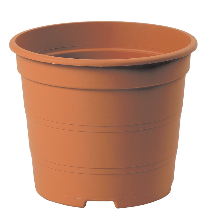 vaso tarraco linea coltivazione 